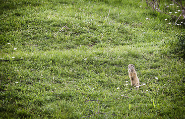 Image showing European ground squirrel