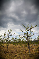 Image showing Stormy orchard