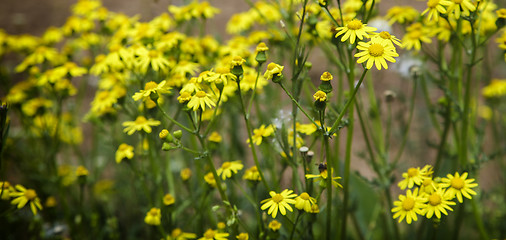 Image showing Wild yellow flowers