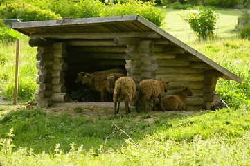 Image showing Sheeps