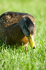 Image showing Duck