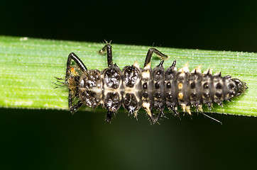 Image showing Ladybug maggot