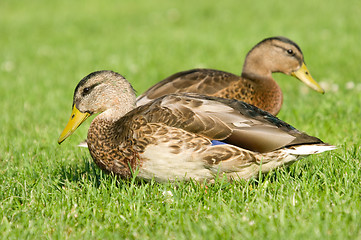 Image showing Ducks