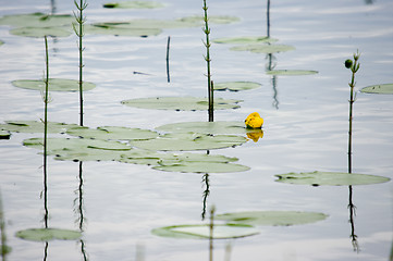 Image showing Yellow waterlily