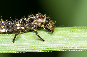 Image showing Ladybug maggot