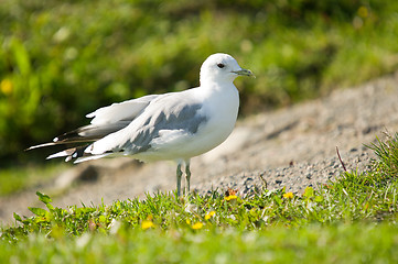 Image showing Gull