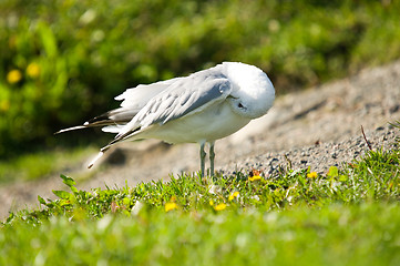 Image showing Gull