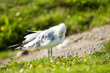 Image showing Gull