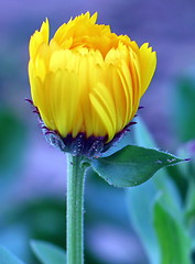 Image showing Amazing flower