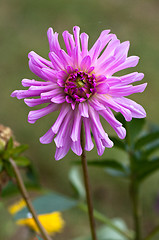 Image showing Flower