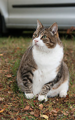 Image showing Cat