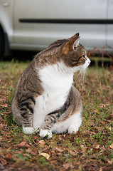 Image showing Cat