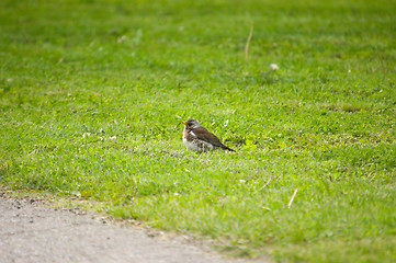 Image showing Turdus pilaris