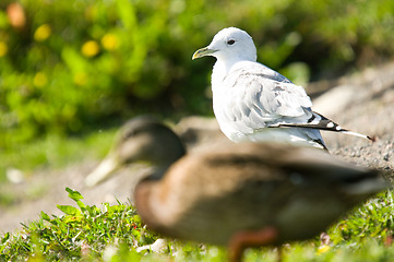 Image showing Gull and duck