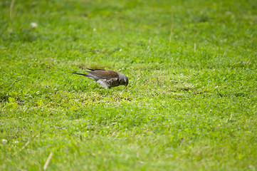 Image showing Turdus pilaris