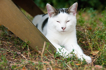 Image showing Domestic cat