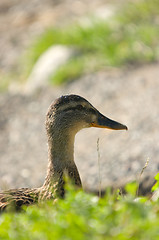 Image showing Duck