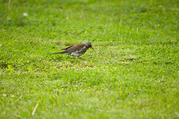 Image showing Turdus pilaris