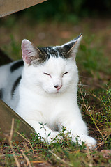 Image showing Domestic cat