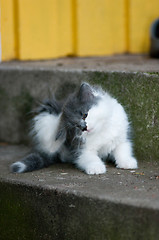 Image showing Cat