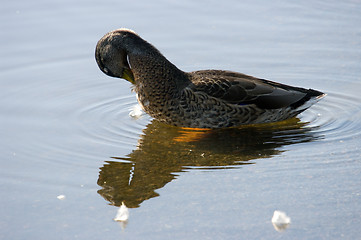 Image showing Duck