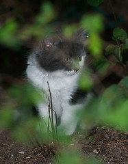 Image showing Kitten