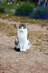 Image showing Domestic cat