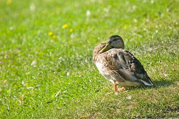 Image showing Duck