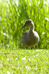 Image showing Duck