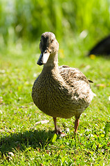 Image showing Duck