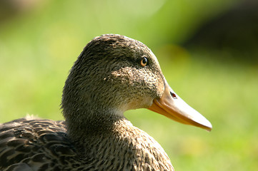 Image showing Duck