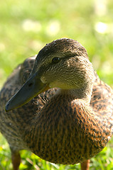 Image showing Duck