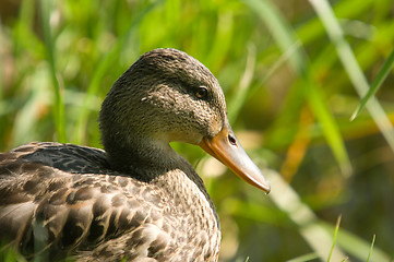 Image showing Duck