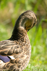 Image showing Duck