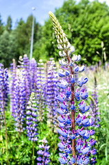 Image showing Lupine