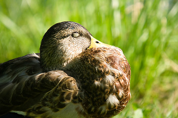 Image showing Duck