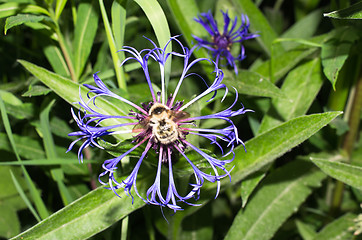 Image showing Flowers