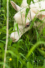 Image showing Sheep