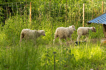 Image showing Sheep