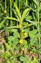 Image showing Yellow flowers