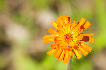 Image showing Flowers