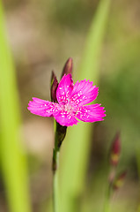 Image showing Flower