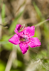 Image showing Flies in flower