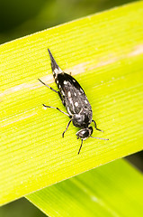 Image showing Beetle