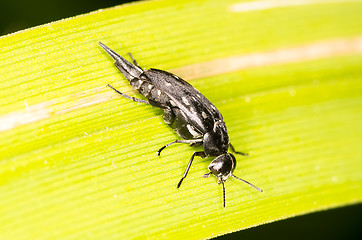 Image showing Beetle