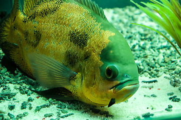 Image showing Astronotus ocellatus or Astronoutus Oscar