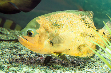 Image showing Astronotus ocellatus or Astronoutus Oscar