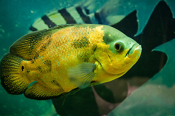 Image showing Astronotus ocellatus or Astronoutus Oscar