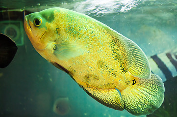 Image showing Astronotus ocellatus or Astronoutus Oscar