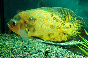 Image showing Astronotus ocellatus or Astronoutus Oscar